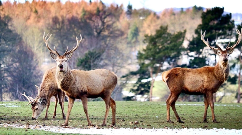 Christmas in the Peak District 